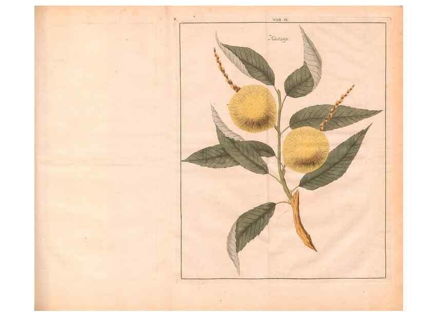 Reproducción/Reproduction 27407870167: Fructologie,. Amsterdam,M. Magérus,1771.. 