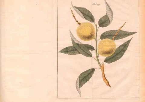 Reproducción/Reproduction 27407870167: Fructologie,. Amsterdam,M. Magérus,1771.. 