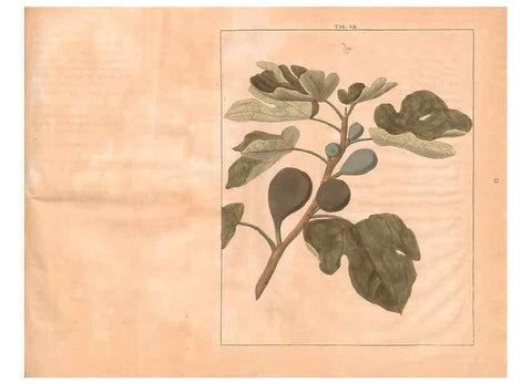 Reproducción/Reproduction 27407864887: Fructologie,. Amsterdam,M. Magérus,1771.. 