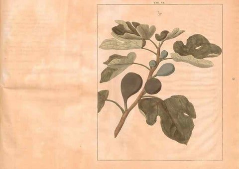 Reproducción/Reproduction 27407864887: Fructologie,. Amsterdam,M. Magérus,1771.. 