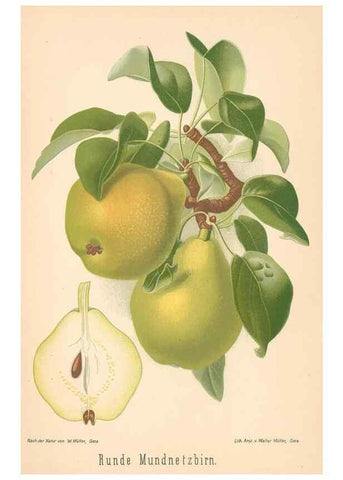 Reproducción/Reproduction 41361518795: Aepfel und Birnen,. Berlin,Paul Parey,1894.. 