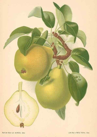 Reproducción/Reproduction 41361518795: Aepfel und Birnen,. Berlin,Paul Parey,1894.. 