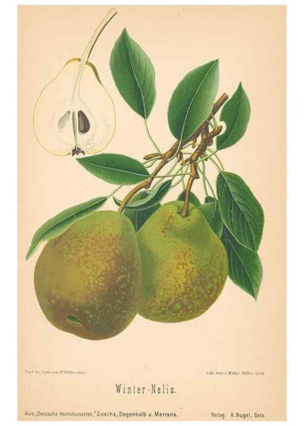 Reproducción/Reproduction 41541643404: Aepfel und Birnen,. Berlin,Paul Parey,1894.. 
