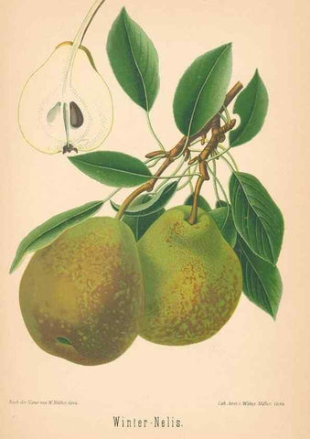 Reproducción/Reproduction 41541643404: Aepfel und Birnen,. Berlin,Paul Parey,1894.. 