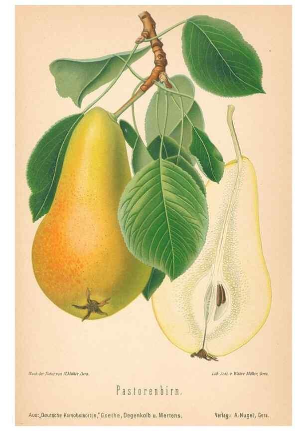 Reproducción/Reproduction 40456634780: Aepfel und Birnen,. Berlin,Paul Parey,1894.. 