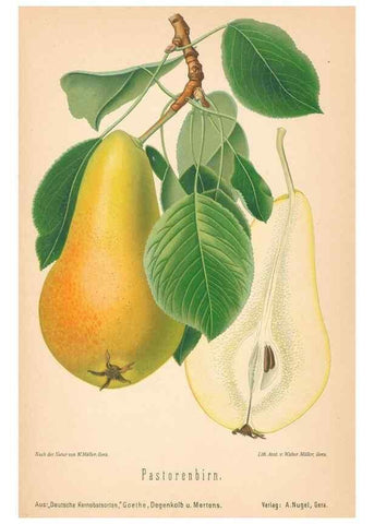 Reproducción/Reproduction 40456634780: Aepfel und Birnen,. Berlin,Paul Parey,1894.. 