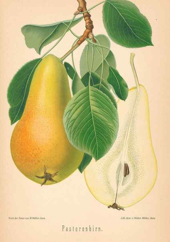 Reproducción/Reproduction 40456634780: Aepfel und Birnen,. Berlin,Paul Parey,1894.. 