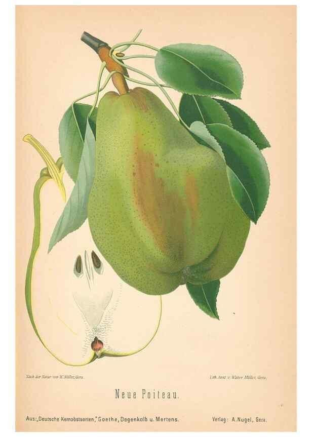 Reproducción/Reproduction 41541650434: Aepfel und Birnen,. Berlin,Paul Parey,1894.. 