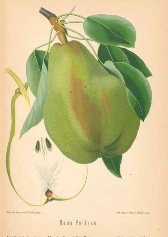 Reproducción/Reproduction 41541650434: Aepfel und Birnen,. Berlin,Paul Parey,1894.. 