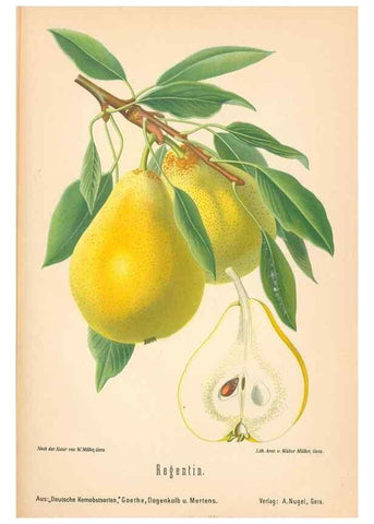 Reproducción/Reproduction 28389736658: Aepfel und Birnen,. Berlin,Paul Parey,1894.. 