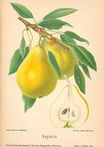 Reproducción/Reproduction 28389736658: Aepfel und Birnen,. Berlin,Paul Parey,1894.. 