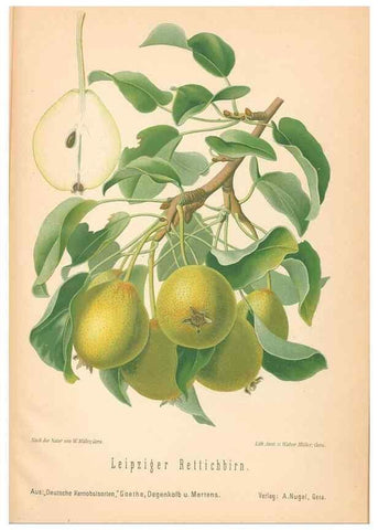 Reproducción/Reproduction 28389739598: Aepfel und Birnen,. Berlin,Paul Parey,1894.. 