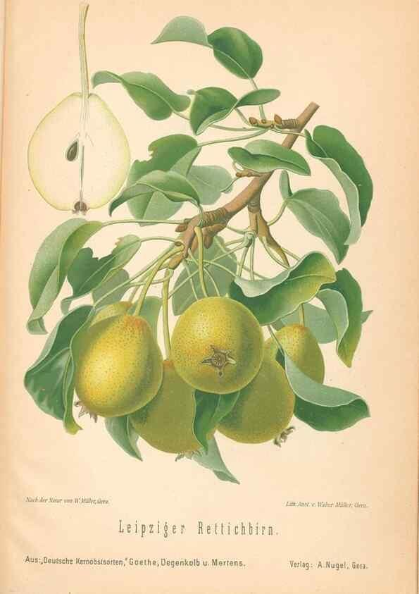 Reproducción/Reproduction 28389739598: Aepfel und Birnen,. Berlin,Paul Parey,1894.. 