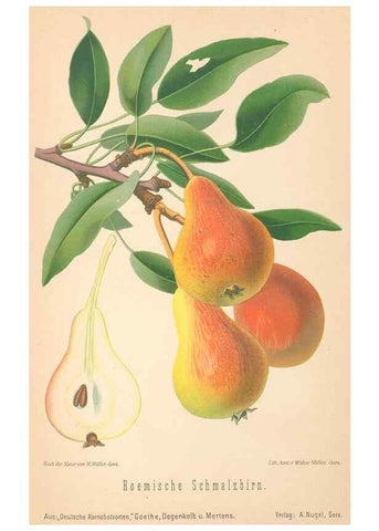 Reproducción/Reproduction 40456646480: Aepfel und Birnen,. Berlin,Paul Parey,1894.. 