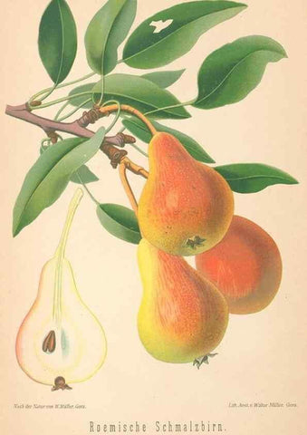 Reproducción/Reproduction 40456646480: Aepfel und Birnen,. Berlin,Paul Parey,1894.. 