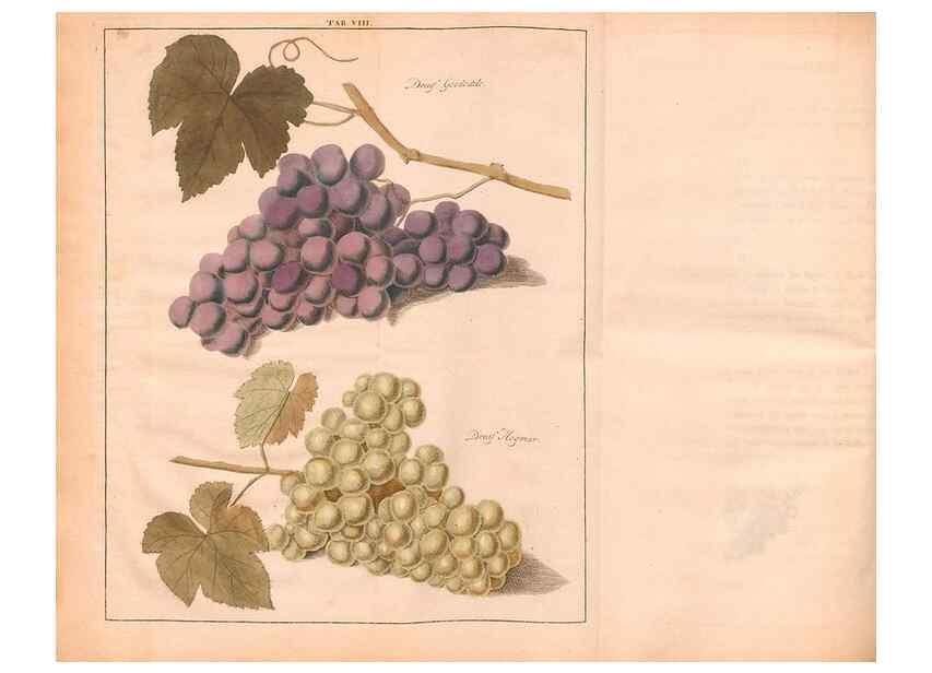 Reproducción/Reproduction 40471692150: Fructologie,. Amsterdam,M. Magérus,1771.. 