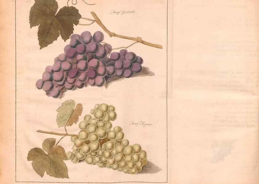 Reproducción/Reproduction 40471692150: Fructologie,. Amsterdam,M. Magérus,1771.. 
