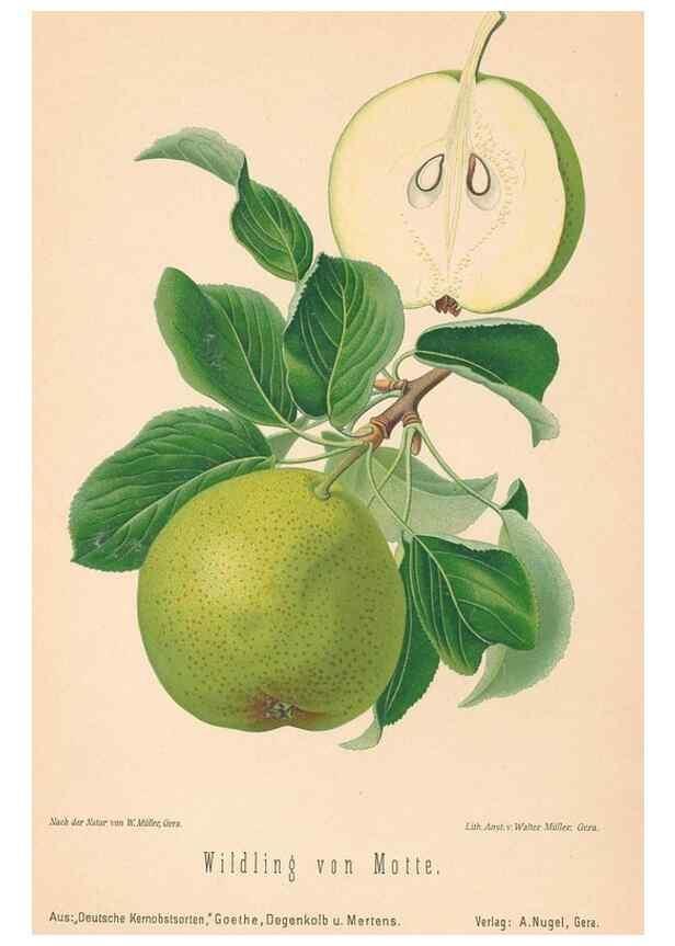 Reproducción/Reproduction 27392662957: Aepfel und Birnen,. Berlin,Paul Parey,1894.. 