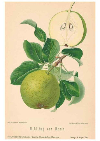 Reproducción/Reproduction 27392662957: Aepfel und Birnen,. Berlin,Paul Parey,1894.. 