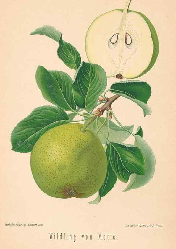 Reproducción/Reproduction 27392662957: Aepfel und Birnen,. Berlin,Paul Parey,1894.. 