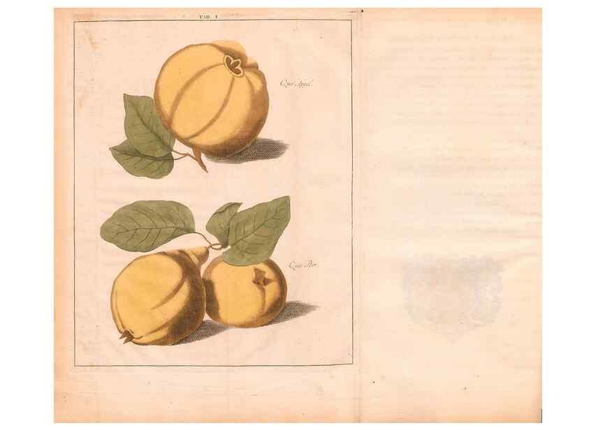 Reproducción/Reproduction 42231957432: Fructologie,. Amsterdam,M. Magérus,1771.. 