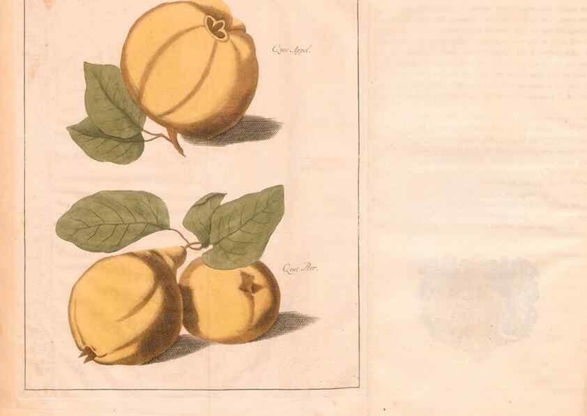 Reproducción/Reproduction 42231957432: Fructologie,. Amsterdam,M. Magérus,1771.. 