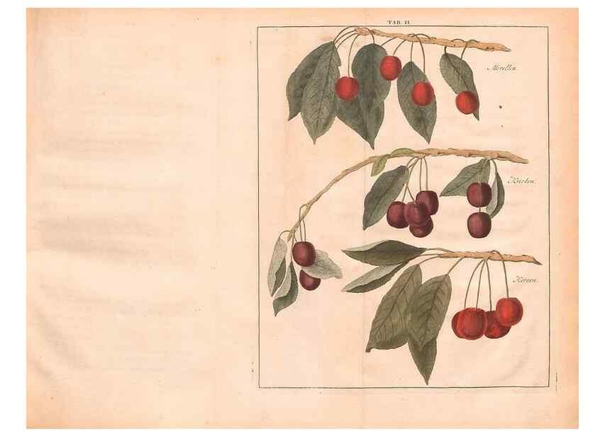 Reproducción/Reproduction 42231958442: Fructologie,. Amsterdam,M. Magérus,1771.. 