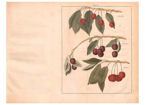 Reproducción/Reproduction 42231958442: Fructologie,. Amsterdam,M. Magérus,1771.. 
