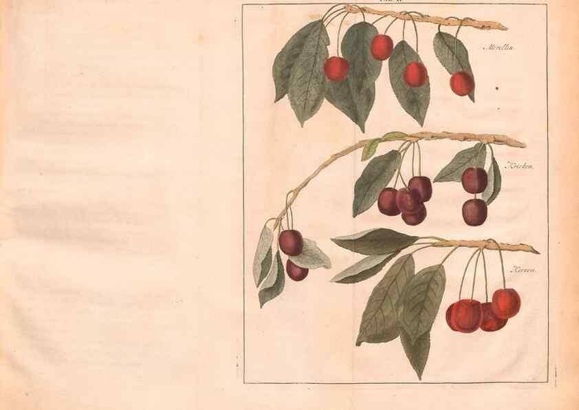 Reproducción/Reproduction 42231958442: Fructologie,. Amsterdam,M. Magérus,1771.. 