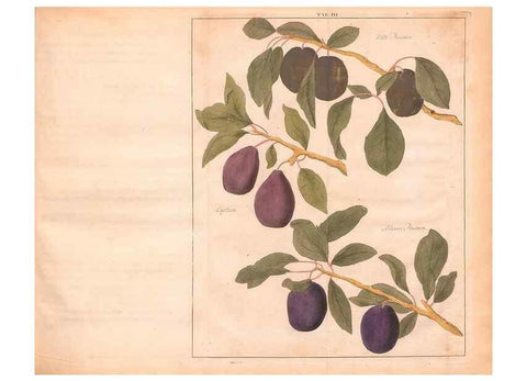 Reproducción/Reproduction 27407851077: Fructologie,. Amsterdam,M. Magérus,1771.. 
