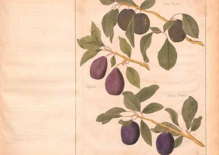 Reproducción/Reproduction 27407851077: Fructologie,. Amsterdam,M. Magérus,1771.. 