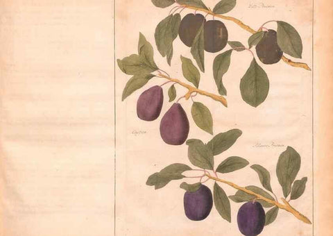 Reproducción/Reproduction 27407851077: Fructologie,. Amsterdam,M. Magérus,1771.. 