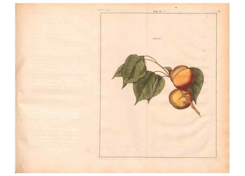 Reproducción/Reproduction 28405653068: Fructologie,. Amsterdam,M. Magérus,1771.. 