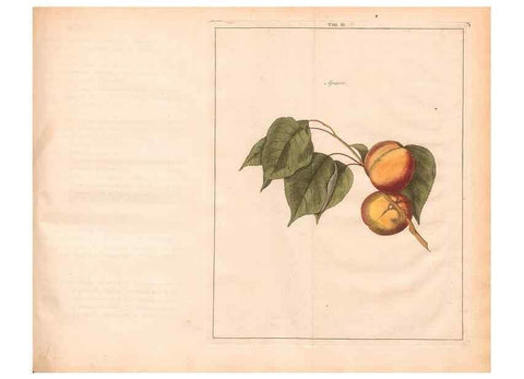 Reproducción/Reproduction 28405653068: Fructologie,. Amsterdam,M. Magérus,1771.. 