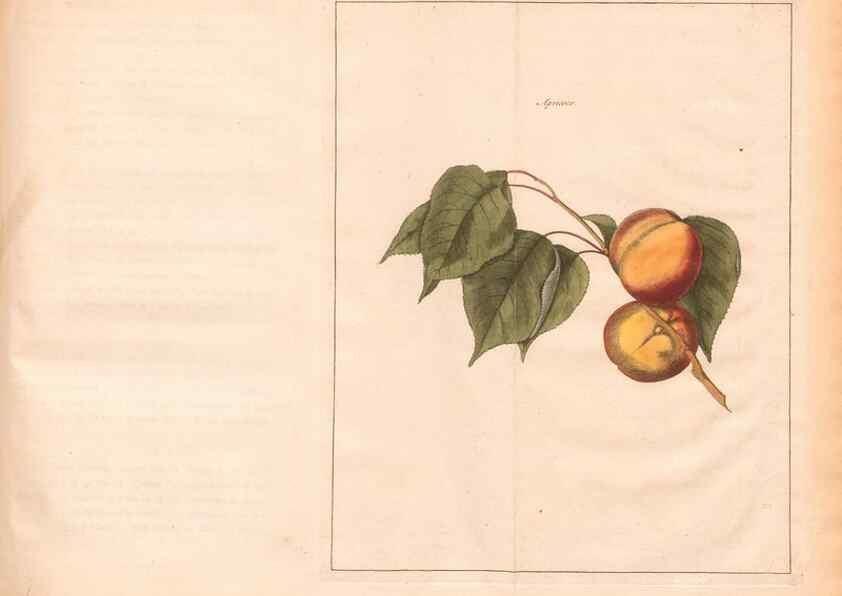Reproducción/Reproduction 28405653068: Fructologie,. Amsterdam,M. Magérus,1771.. 