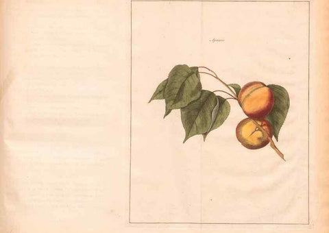 Reproducción/Reproduction 28405653068: Fructologie,. Amsterdam,M. Magérus,1771.. 