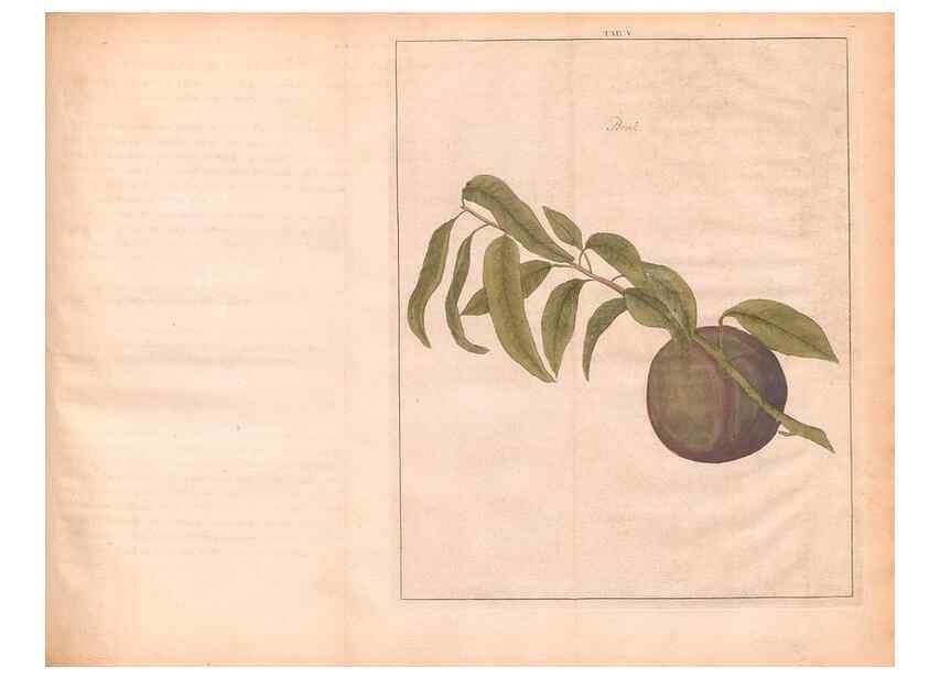 Reproducción/Reproduction 42231961672: Fructologie,. Amsterdam,M. Magérus,1771.. 