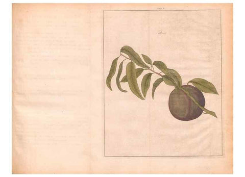 Reproducción/Reproduction 42231961672: Fructologie,. Amsterdam,M. Magérus,1771.. 