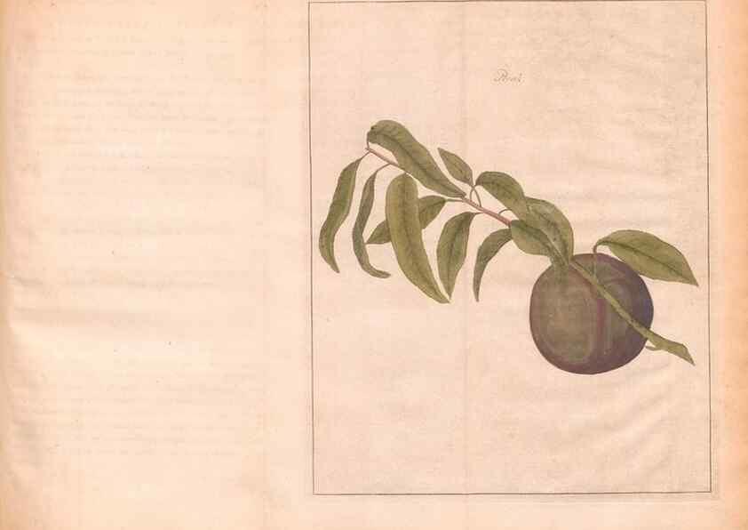 Reproducción/Reproduction 42231961672: Fructologie,. Amsterdam,M. Magérus,1771.. 