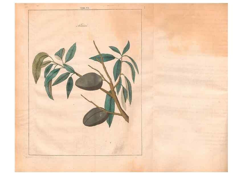 Reproducción/Reproduction 41557478704: Fructologie,. Amsterdam,M. Magérus,1771.. 