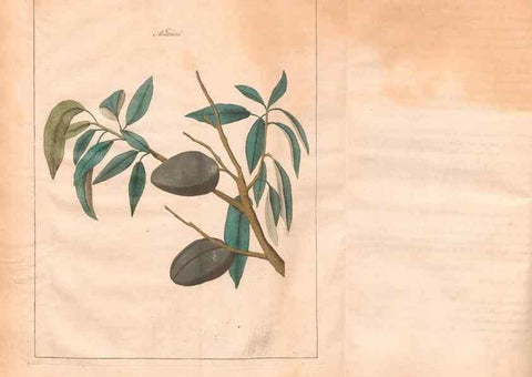 Reproducción/Reproduction 41557478704: Fructologie,. Amsterdam,M. Magérus,1771.. 