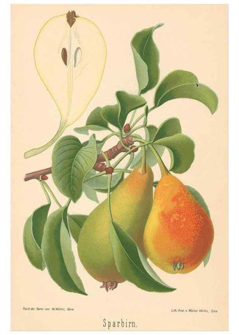 Reproducción/Reproduction 40456651270: Aepfel und Birnen,. Berlin,Paul Parey,1894.. 