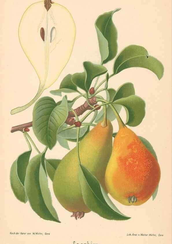 Reproducción/Reproduction 40456651270: Aepfel und Birnen,. Berlin,Paul Parey,1894.. 