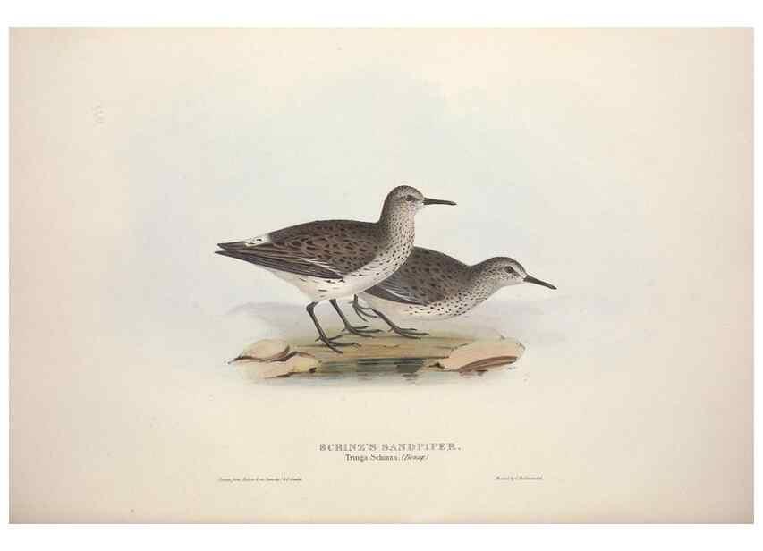 Reproducción/Reproduction 46778456271: The birds of Europe.. London,Printed by R. and J.E. Taylor, pub. by the author,1837.. 