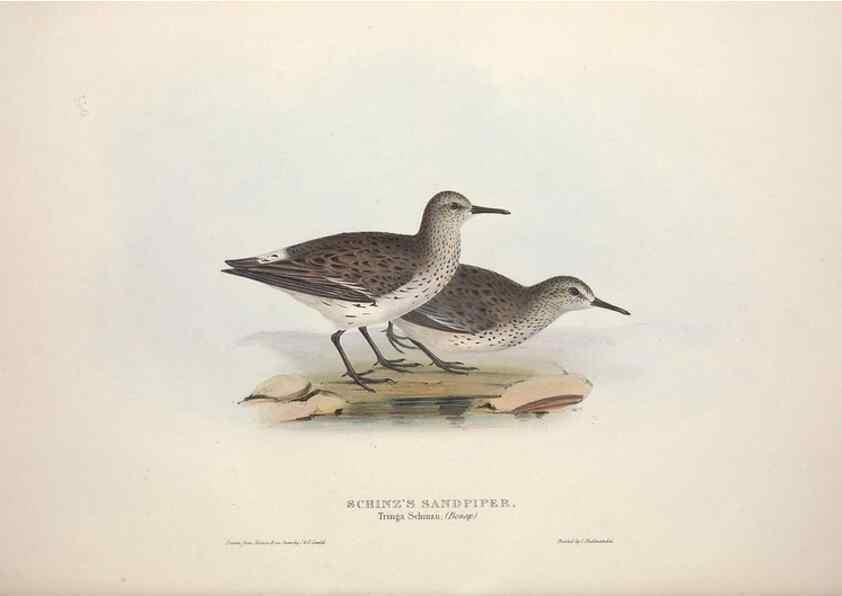 Reproducción/Reproduction 46778456271: The birds of Europe.. London,Printed by R. and J.E. Taylor, pub. by the author,1837.. 