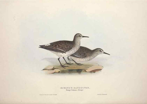 Reproducción/Reproduction 46778456271: The birds of Europe.. London,Printed by R. and J.E. Taylor, pub. by the author,1837.. 