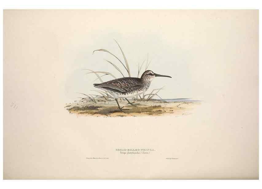 Reproducción/Reproduction 39813089913: The birds of Europe.. London,Printed by R. and J.E. Taylor, pub. by the author,1837.. 