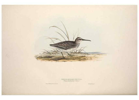 Reproducción/Reproduction 39813089913: The birds of Europe.. London,Printed by R. and J.E. Taylor, pub. by the author,1837.. 