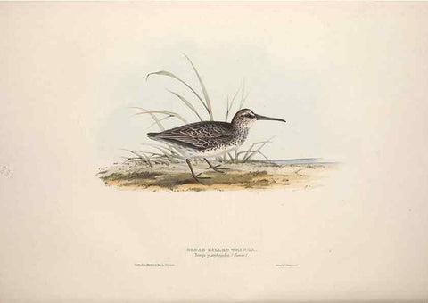 Reproducción/Reproduction 39813089913: The birds of Europe.. London,Printed by R. and J.E. Taylor, pub. by the author,1837.. 