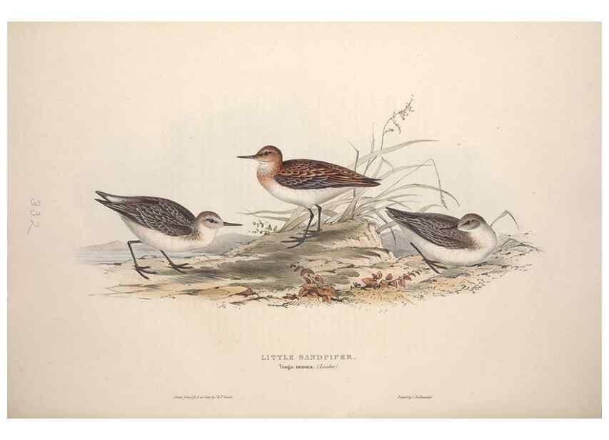 Reproducción/Reproduction 32902757718: The birds of Europe.. London,Printed by R. and J.E. Taylor, pub. by the author,1837.. 